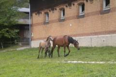1pferdefreunde_lausen_my_nchen_2011_042