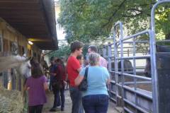 pferdefreunde_lausen_my_nchen_2011_006
