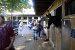 pferdefreunde_lausen_my_nchen_2011_008