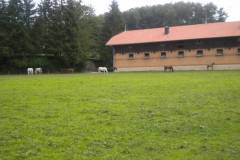 pferdefreunde_lausen_my_nchen_2011_039