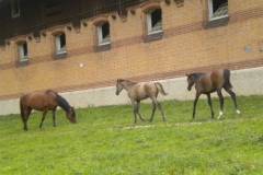 pferdefreunde_lausen_my_nchen_2011_040