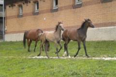 pferdefreunde_lausen_my_nchen_2011_043