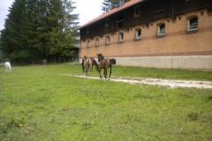 pferdefreunde_lausen_my_nchen_2011_044