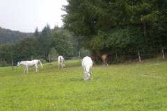 pferdefreunde_lausen_my_nchen_2011_045