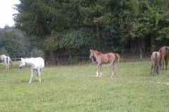 pferdefreunde_lausen_my_nchen_2011_046