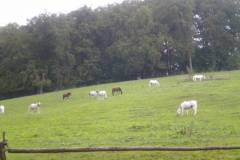 pferdefreunde_lausen_my_nchen_2011_047