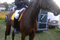 pferdefreunde_lausen_my_nchen_2011_073